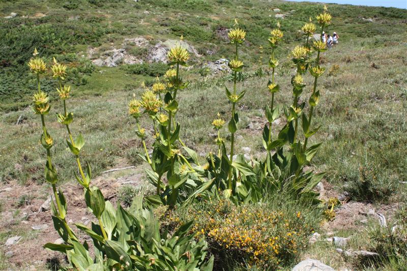 Sur le plateau du Coscione (alt. 1600 m )