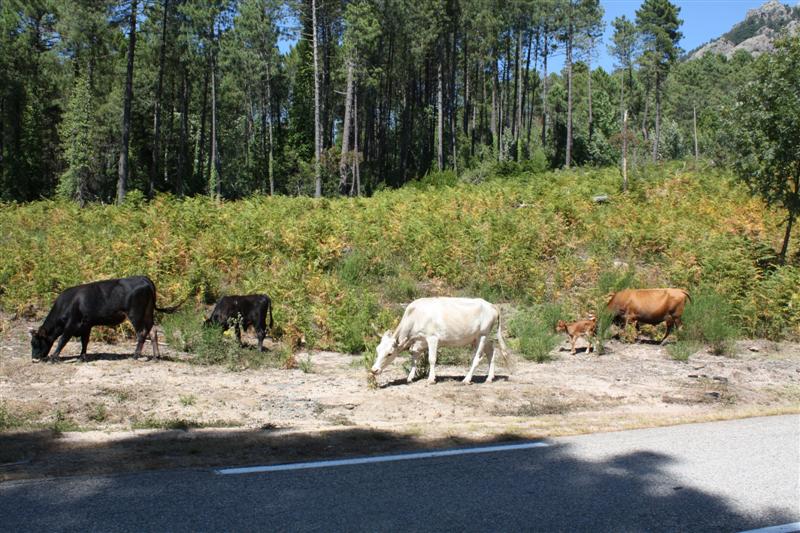 Lieu INCONTOURNABLE, Les Aiguilles de Bavella