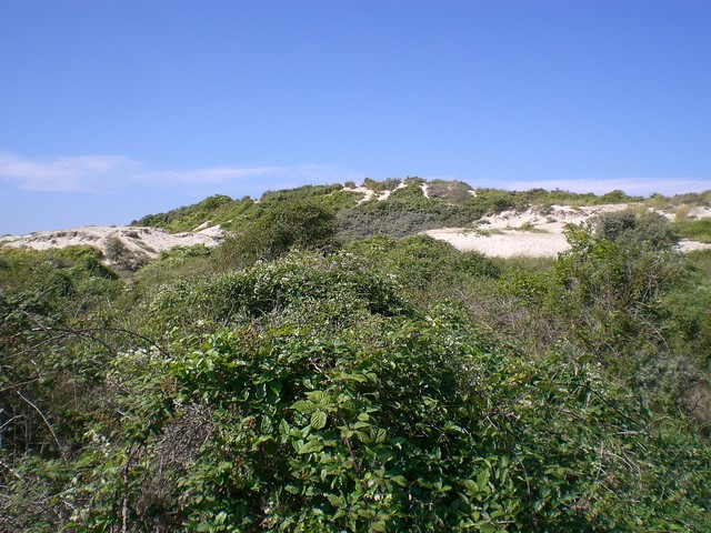les dunes en face du camping