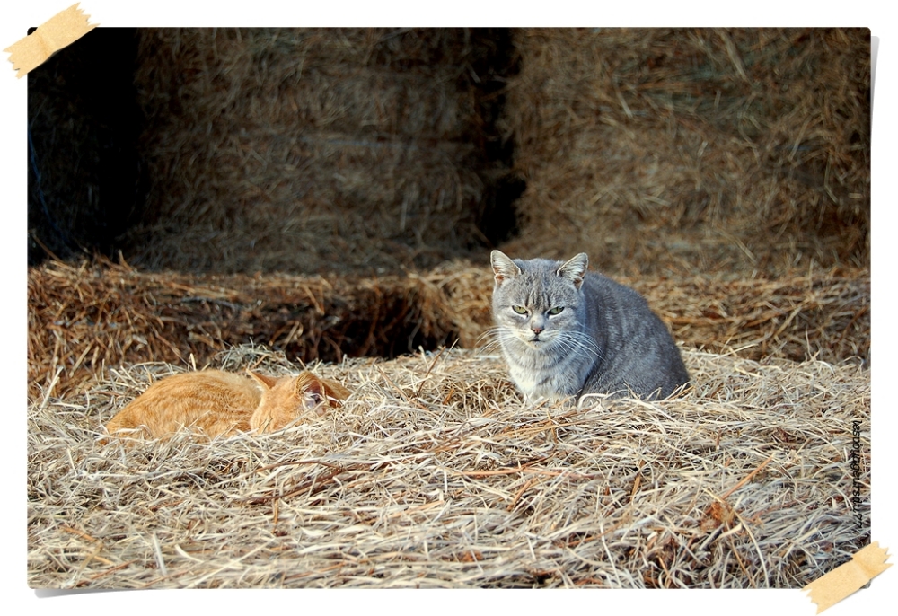 DSC_2812-1 [1000x750].jpg