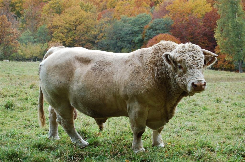 Aubrac Octobre 2008 235 (Large).jpg
