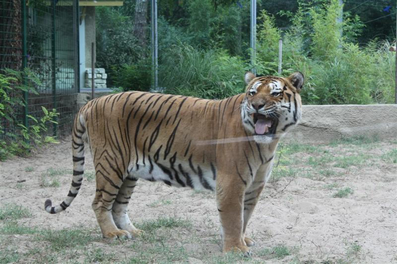 IMG_3538 (Medium).JPG