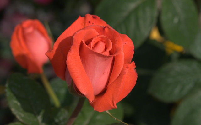 orange-rose_01063.jpg