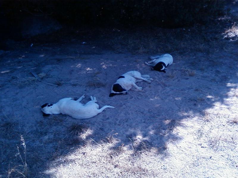 SP_A1298 (Medium).jpg