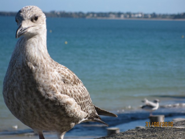 VACANCES 2010  St Malo 054 [640x480].jpg