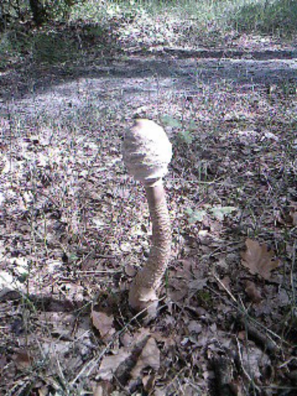 SPM_A0012 (Copier).jpg