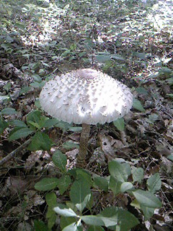 SPM_A0014 (Copier).jpg