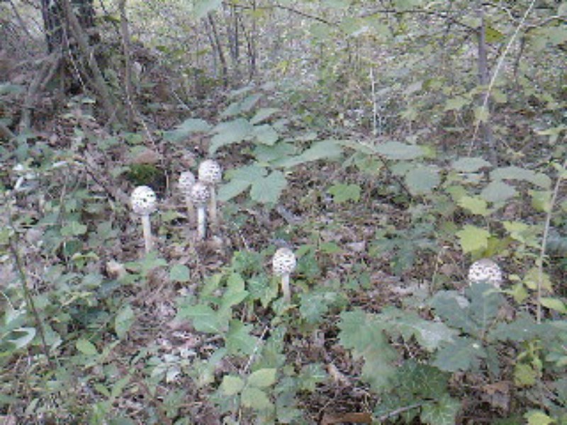 SPM_A0063 (Copier).jpg