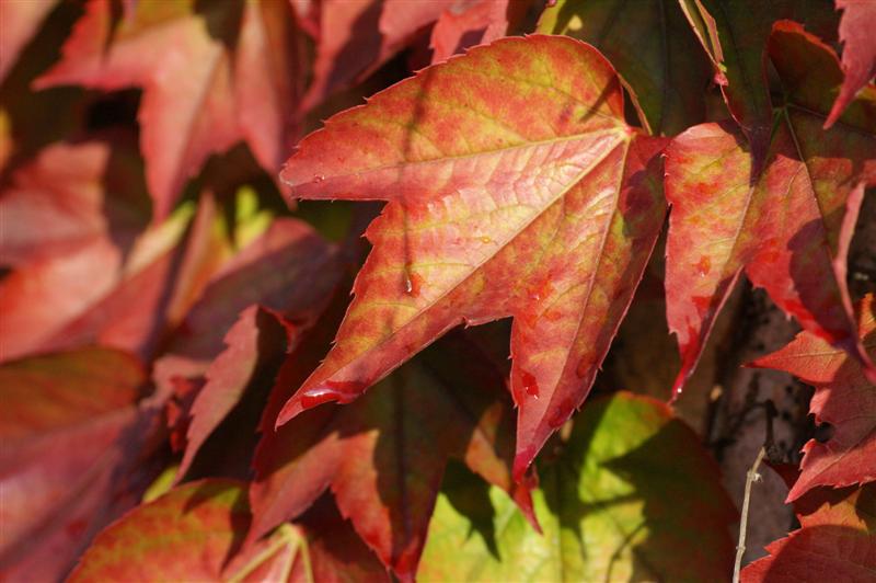 DSC02281 (Medium).JPG