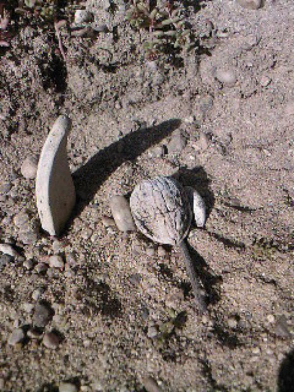 Prés- Historique [800x600].jpg