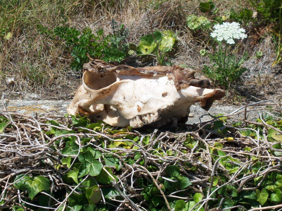 rencontre insolite lors d'une de nos promenade