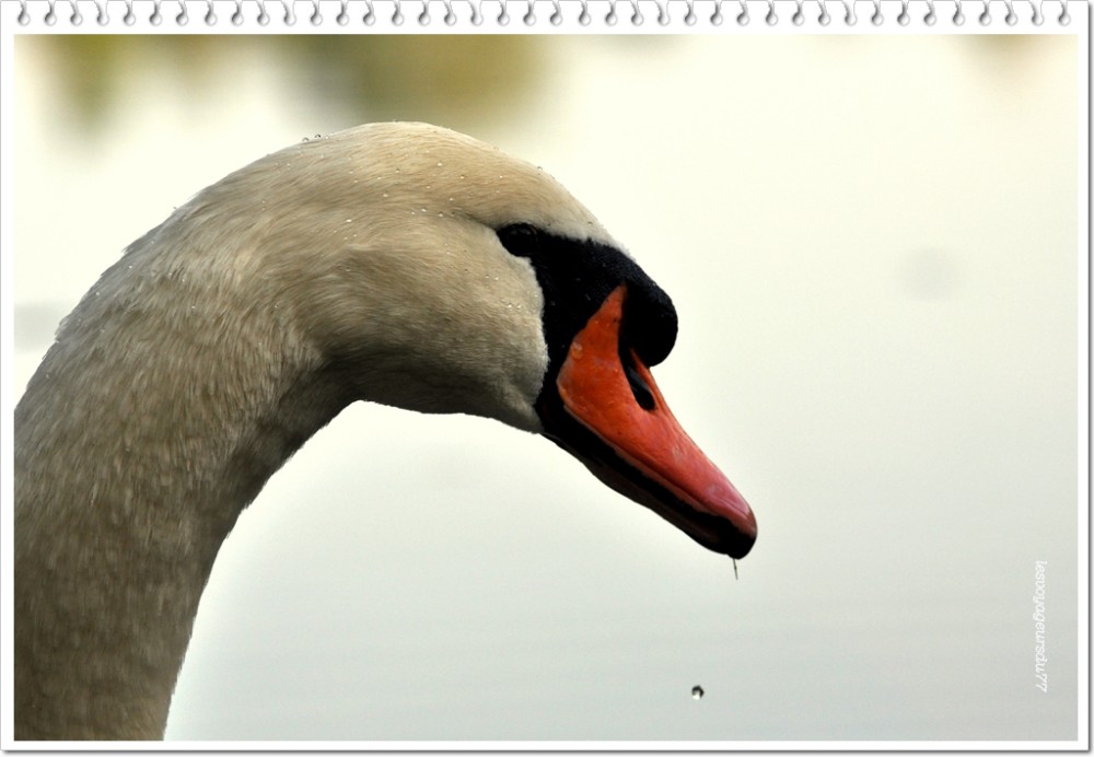 DSC_0508-1 [1000X750].jpg