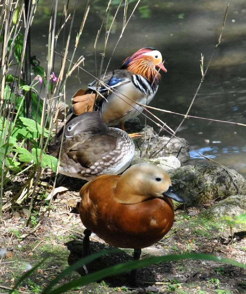 canards.jpg