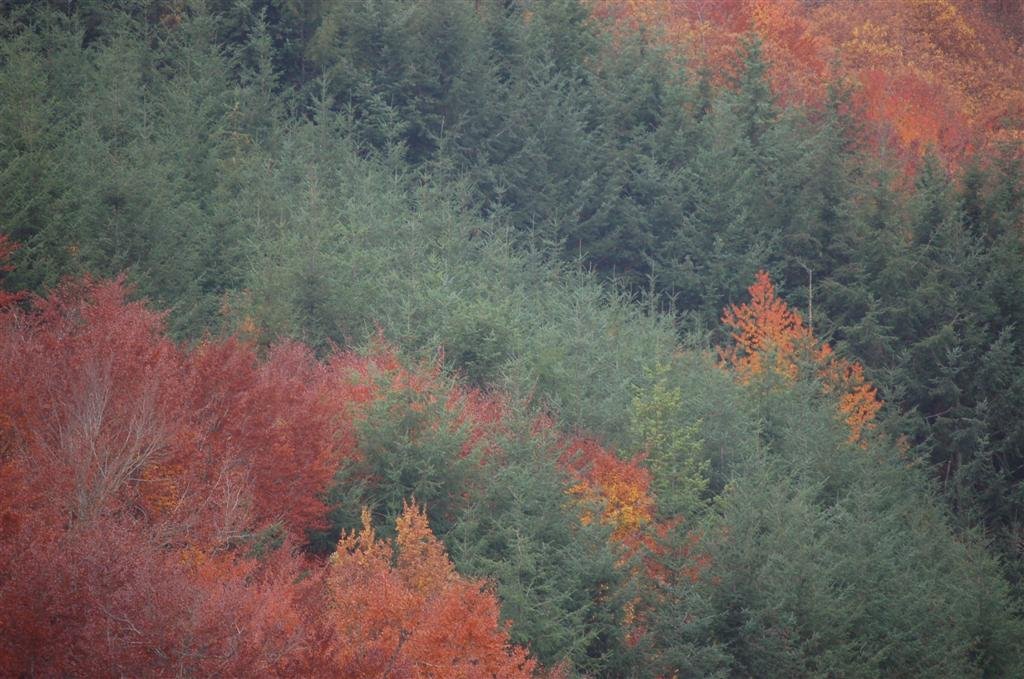 Novembre 2010 011 (Large).jpg