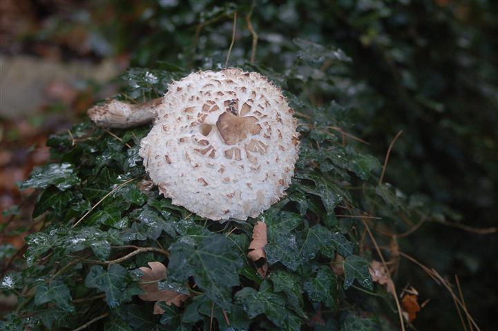 DSC_4455 (Small).JPG