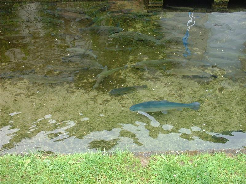 DSCF0024 (Medium).JPG