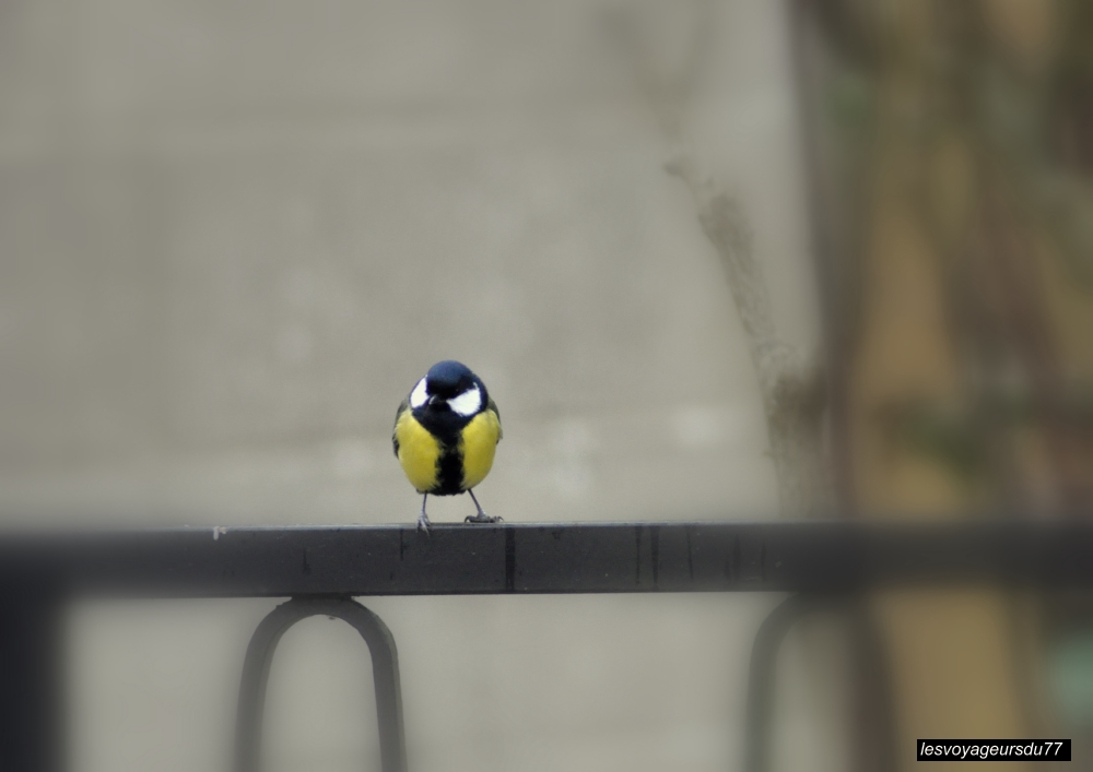 DSC_1381-1 [1000X750].jpg