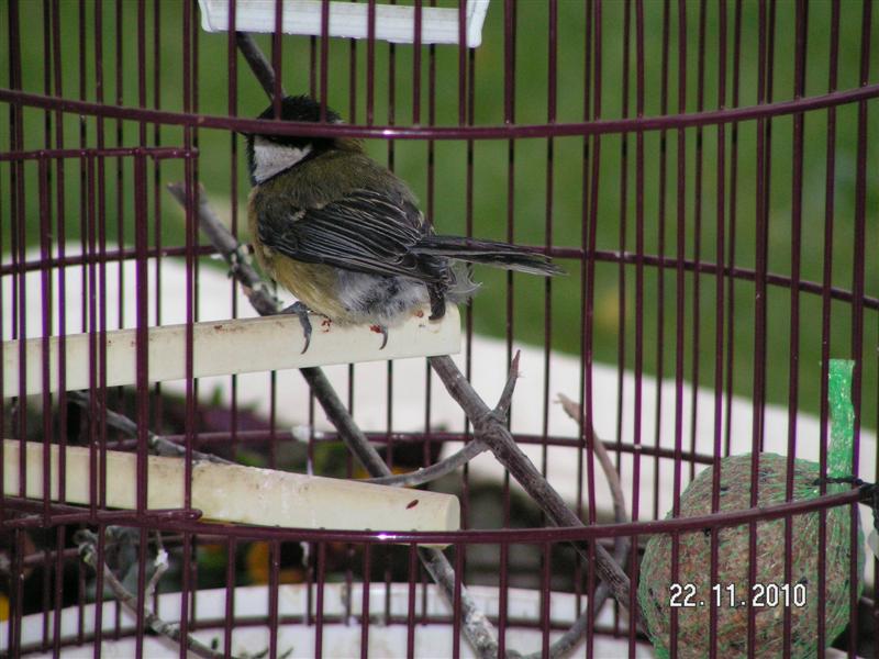 Voilà la petite bête quand je lui avais ouvert la cage, pensant qu'elle allait pouvoir repartir, hélas.