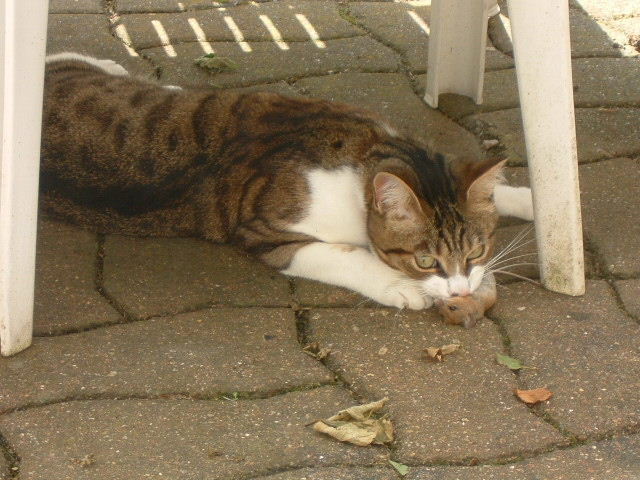 non tu va pas partir