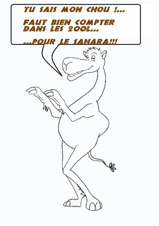 dromadaire (Large).jpg