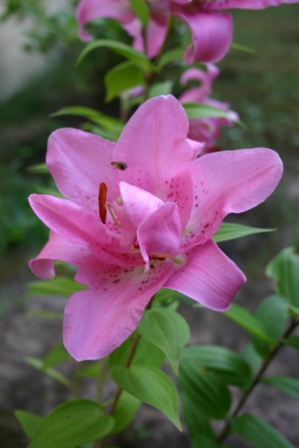 desiree 200609118.jpg