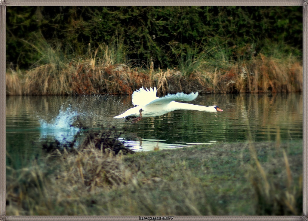 envol de cygne.jpg.jpg