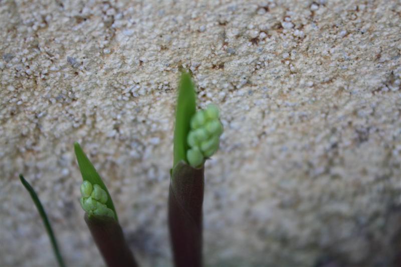 IMG_4201 (Medium).JPG