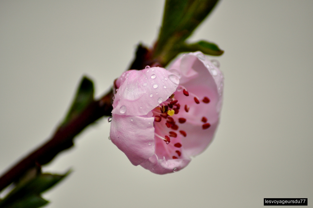 DSC_3776-1 [1024x768].jpg