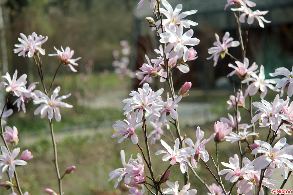 IMG_0520.JPG (177_2046).jpg