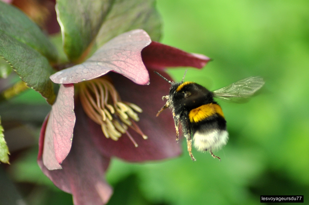 DSC_3809-1 [1024x768].jpg