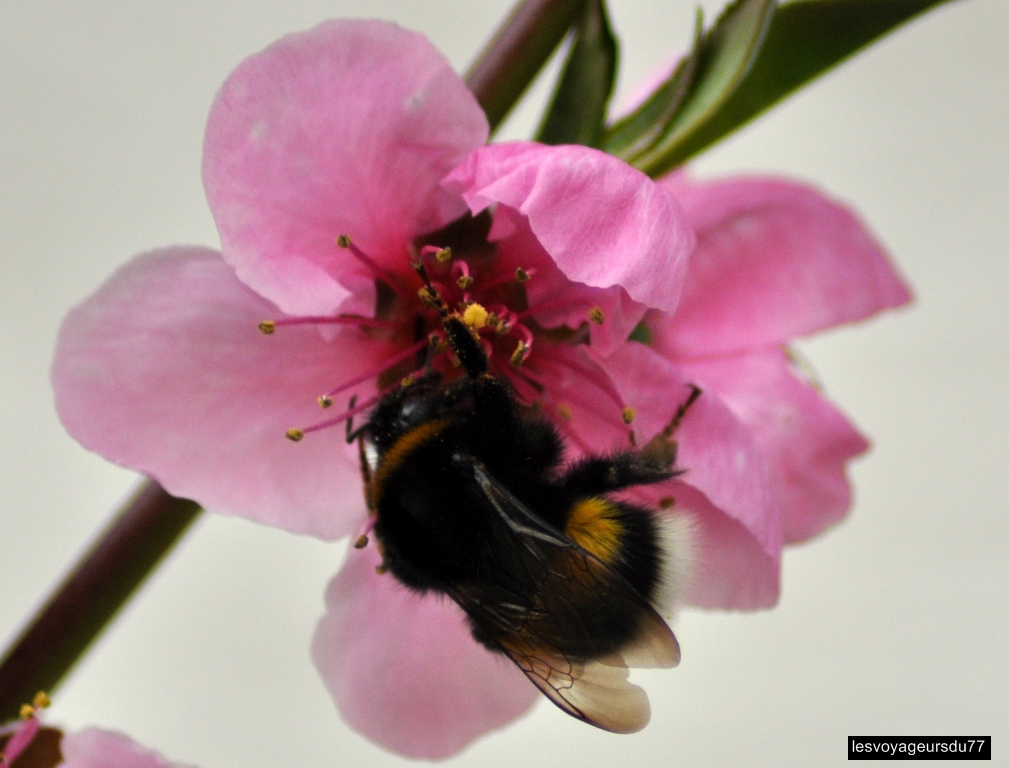 DSC_3820-1 [1024x768].jpg