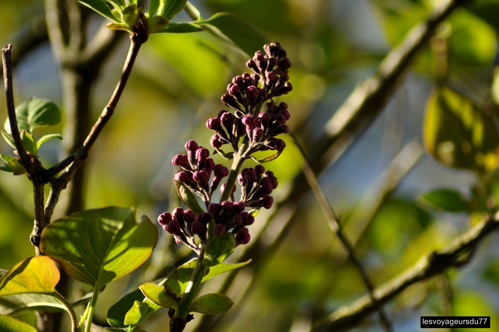 DSC_3920-1 [1024x768].jpg