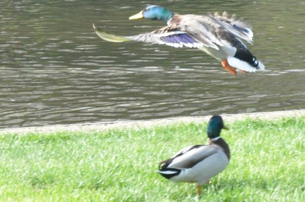 Canards_01.jpg