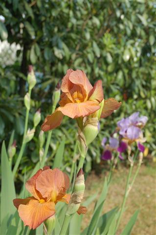 DSC_6149 (Small).JPG