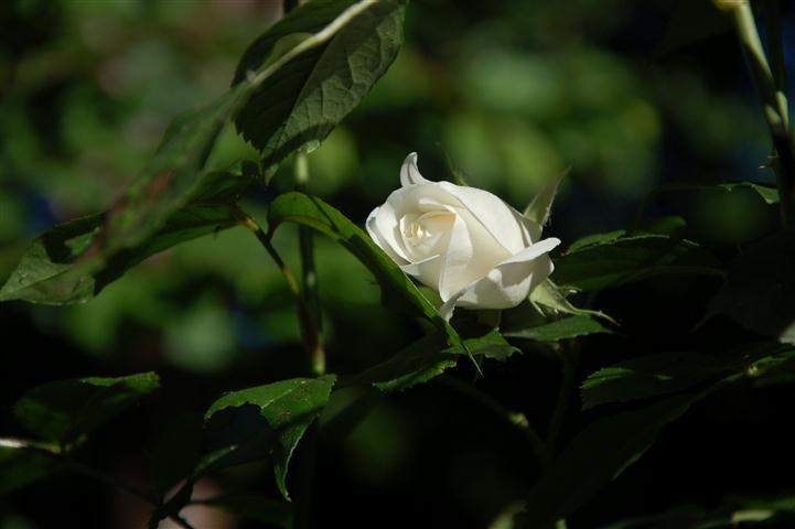 DSC_6347 (Small).JPG