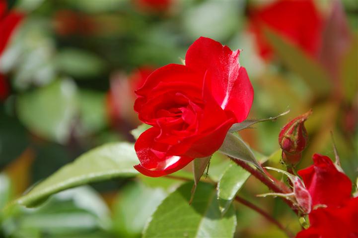 DSC_6456 (Small).JPG