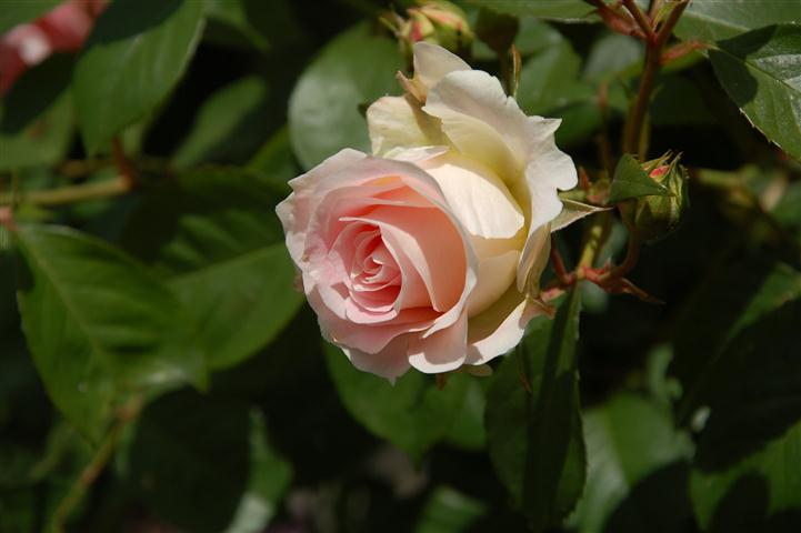 DSC_6465 (Small).JPG