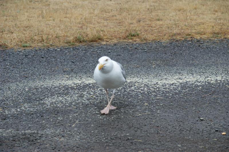 d'après Bruno44 , cette bestiole est un "moellan"....si on sait pas si c'est mouette ou goeland.... :o)