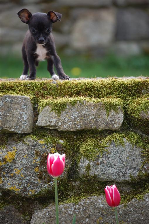 Un futur copain pour...Emina...Guilly.jpg