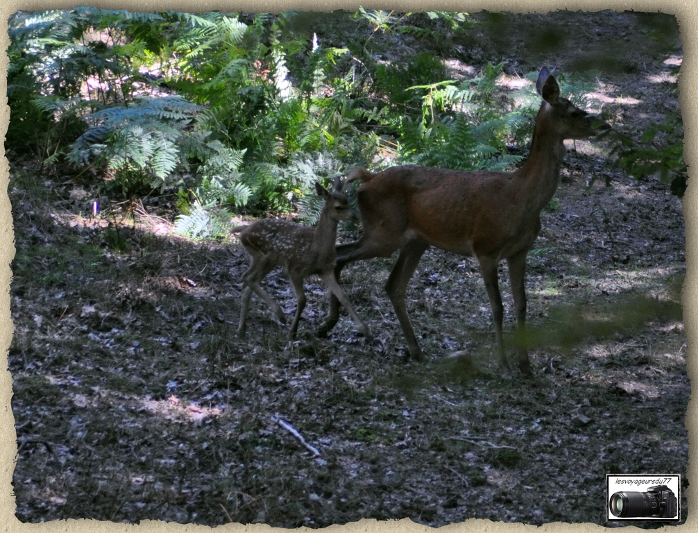 DSC_4976aa [1024x768].jpg