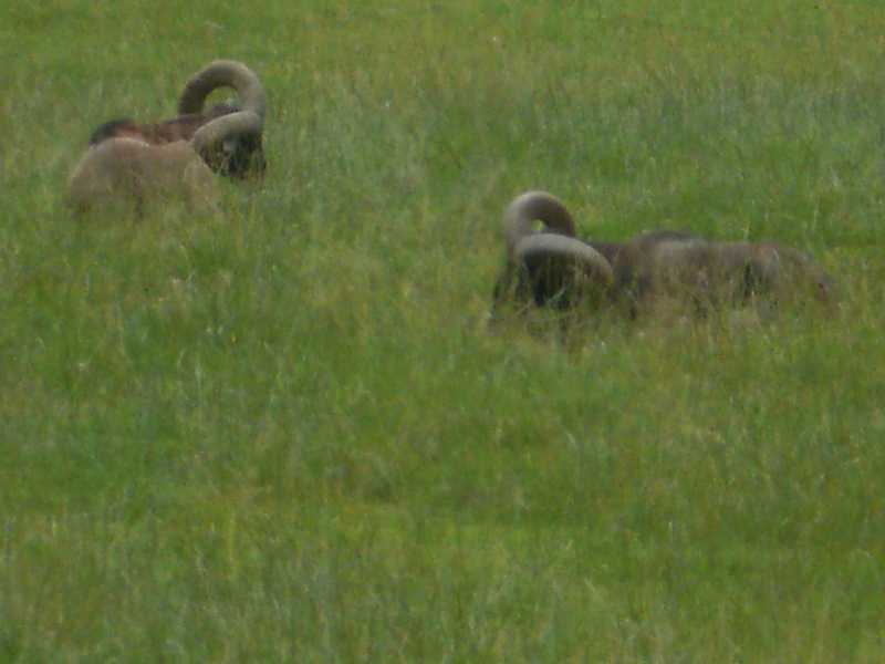 des animaux extaordinaires