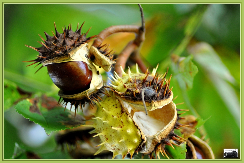 automne3 [1024x768].jpg