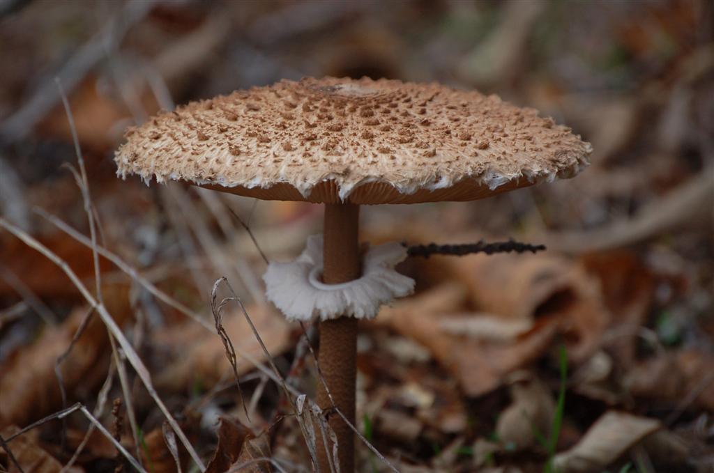 Altayrac 048 (Large).jpg