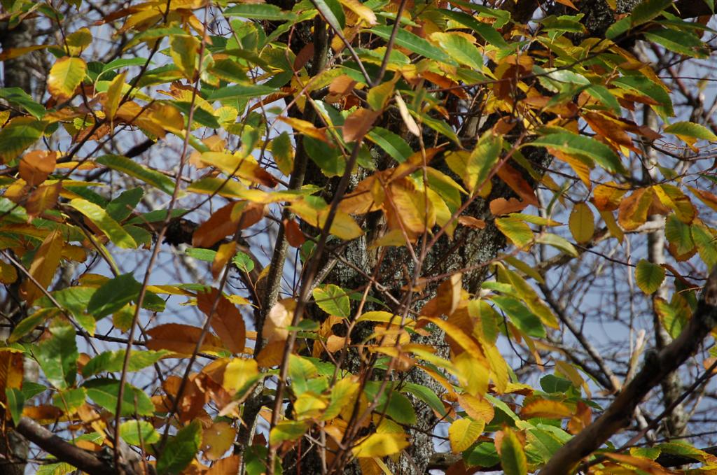 Altayrac 073 (Large).jpg