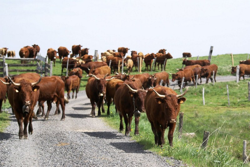 Salers  Collandre (2).JPG