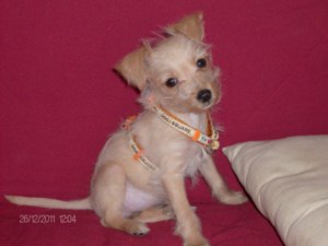 Dans la hotte du Pére Noël . . ..jpg