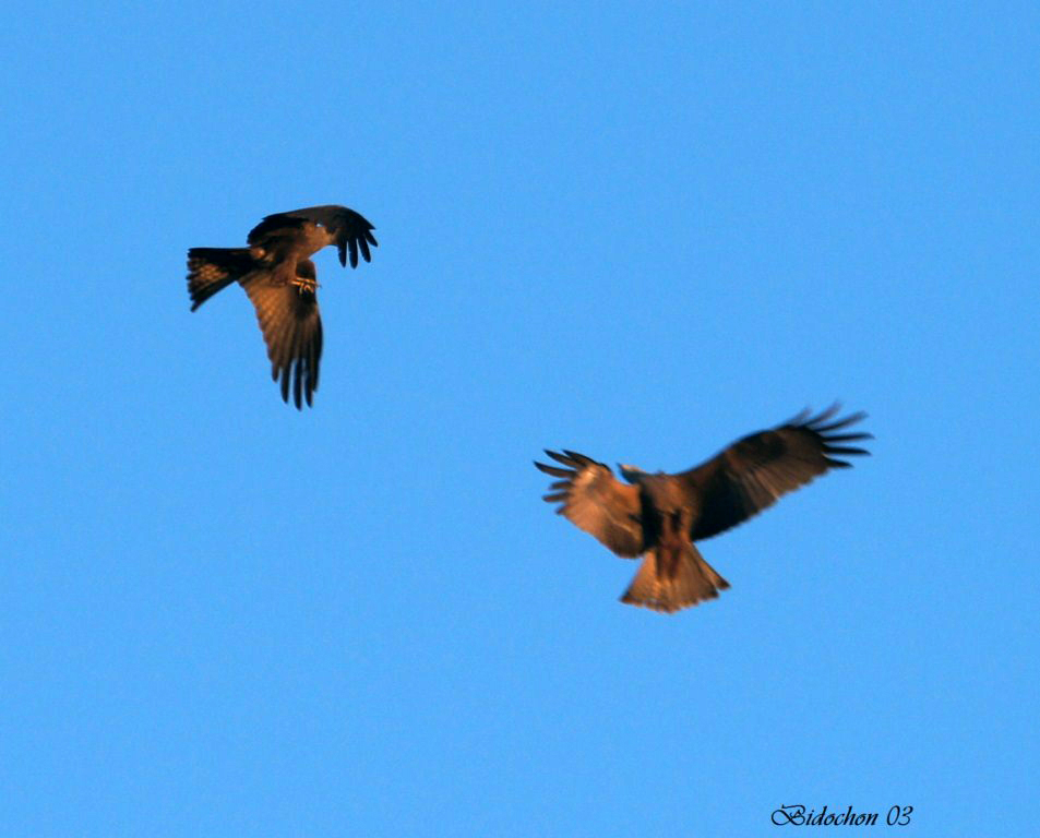 Parade nuptiale de Milan Royal.JPG