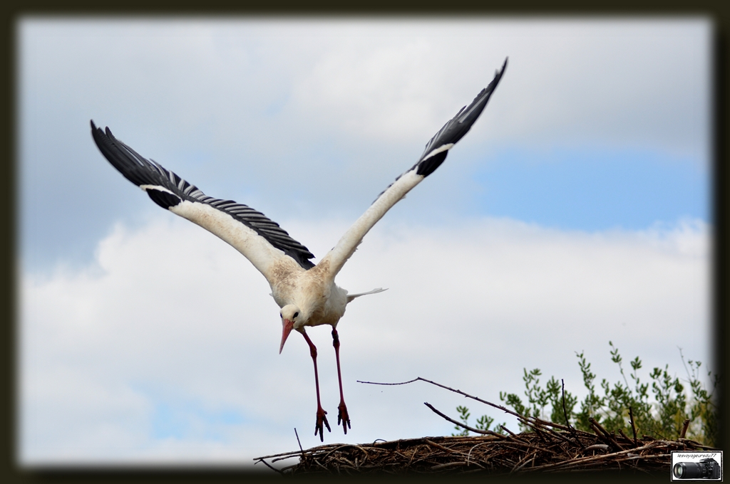 La cigogne descend de son nid