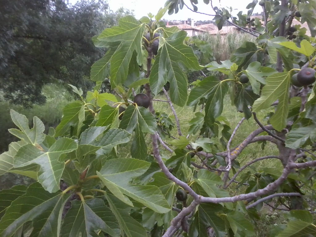 les belles figues a cette époque