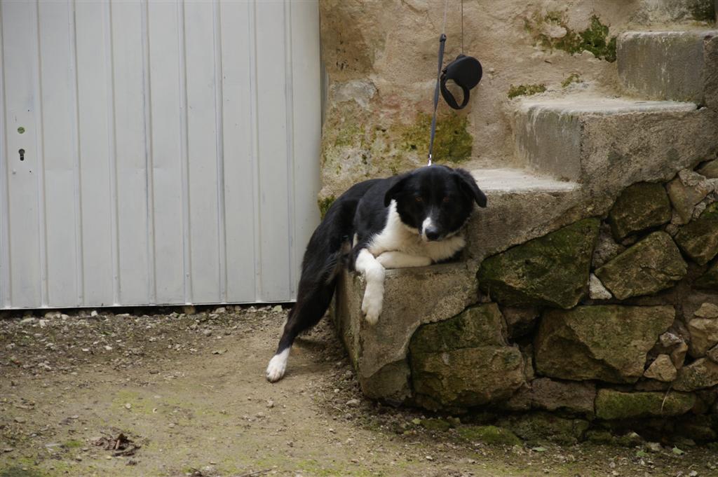 ppfffff! quelle vie de chien !!!!